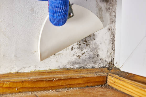 Reliable Matheny, CA Mold Removal Solutions